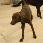 El dueño del perro salvador dice que su mascota es mansa y casi no ladra. Esa noche se transformó.