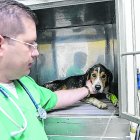 Los cuidados que le brindan los veterinarios hacen que Coraje salga de su cuadro crítico. Se busca a la persona responsable.


01 DE SEPTIEMBRE  DEL 2020

. Angelo Chamba. (ag-extra ag-expreso ag-quito)