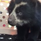 El animalito permanece en un centro de rescate de la Fundación Cóndor Andino Ecuador.