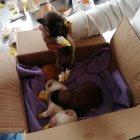 Uno de los cachorros tenía una herida en la cabeza.