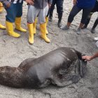 El animal llegó sorpresivamente a las playas de Santa Rosa.