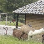 Las llamas se han acostumbrado a interactuar con humanos.