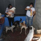 En la casa que rentan, Karina Murillo tienen un hogar de acogida donde habitan 20 perros y 43 gatos rescatados.