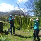 La elaboración de la cabuya incluye un  secado natural. Se la obtiene de una planta.