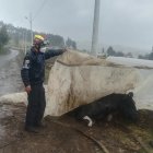 El caballo fue liberado por los bomberos.