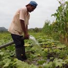 Campesinos del cantón manabita de Olmedo riegan sus plantaciones con un nuevo sistema.