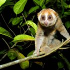 Loris perezoso de Sonda (Nycticebus coucang).