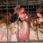 Las gallinas son las más maltratadas en la industria avícola.