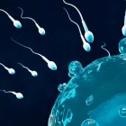 El covid-19 podría afectar la fertilidad en los hombres.