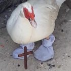 El animal fue rescatado por autoridades brasileñas.