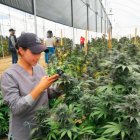 No se dará licencias a personas con antecedentes penales.