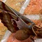 No es Photoshop, te decimos quién es.