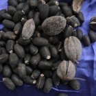 La planta hasta ahora servía como cerca viva para delimitar terrenos. Ahora es parte de una actividad económica.