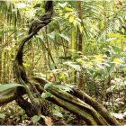 El área protegida donde talaban árboles está ubicada entre el norte de Manabí y el sur de Esmeraldas.