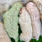 Pistachio nació con su pelaje de color verde.