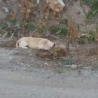En el cantón lojano han reportado varios casos de ataques a mascotas.