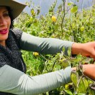 La pequeña productora, Ruth Juanacio cultiva la fruta en menos de una hectárea pero le alcanza para mantener su negocio