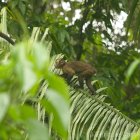 Los monos machinos son una de las especies que suelen ser víctimas de arrollamientos en las vías del Oriente.