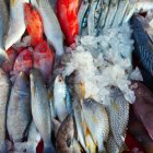 El pescado es uno de los productos en los que se halló el nuevo virus.