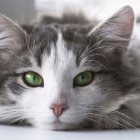 Referencial. El gato vive en California.