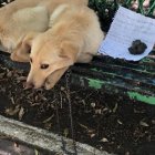 Los rescatistas que tomaron el caso de Max informaron que es un cachorro.