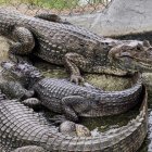 Lagartos, parte de la fauna silvestre del humedal La Segua.