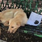 Luego del rescate el can será puesto en adopción.