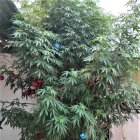 La planta de marihuana era el árbol de Navidad de una vivienda en Santa Rosa, provincia de El Oro.