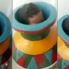 El niño en el jarrón donde se escondió como parte de un juego.