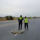 El animal corría el riesgo de ser atropellado por un vehículo.