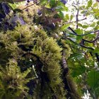 El musgo es parte del ecosistema y por eso las autoridades buscan preservarlo en su hábitat