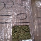 La captura de sustancias ilícitas, como la marihuana, es una tarea de nunca acabar.