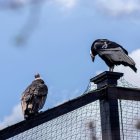 El cóndor visitó el zoo de Quito. Allí vivió por un tiempo.
