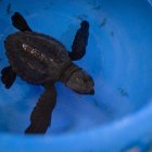 Muchas son sacadas del país de una manera bastante cruel.