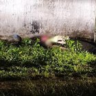 Se presume que el cabo Luis Miguel Jumbo Toledo sufrió una caída accidental.