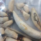 Los dientes de delfín y otras especies, que fueron incautados a un hombre en Orellana.