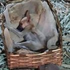 La foto del animal se volvió popular entre los internautas. Ocurrió en Inhuma, Brasil.