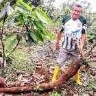 Marco Heredia desenterró la yuca que estaba en medio de unas plantaciones de cacao.