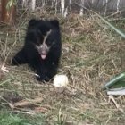 El osito busca donaciones hasta regresar a su hábitat.