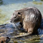 Desde el año 77 antes de Cristo se usaba el aceite de castor.