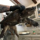 El animalito fue encontrado en la carretera y trasladado al Zoo.