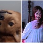 Kiko, la perrita que gracias a su truco ha ganado fama mundial.