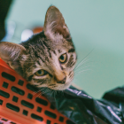 Referencial. La gatita Ba Dun, de 1 año, es toda una estrella en TikTok.