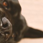 Referencial. Perros increíbles: 8 historias sorprendentes de perros salvando la vida a sus dueños en diversas situaciones.