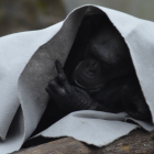 Referencial. De acuerdo con el zoológico, este es el primer caso conocido de transmisión natural del coronavirus a grandes simios y se desconoce si tendrán alguna reacción grave.