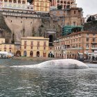 La ballena fue encontrada en Italia.