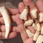 Las piezas dentales de delfínrosado y felinos, que fueron incautadas al infractor en diciembre.