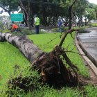Un árbol sembrado en la Carlos Julio Arosemena no resistió la fuerza del aguacero.