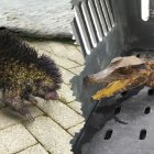 Un puerco espín y un lagarto