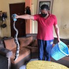 La boa no es venenosa y Pablo Escobar llamó a la policía de Medio Ambiente para entregarla.